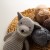 Knit Toy 01