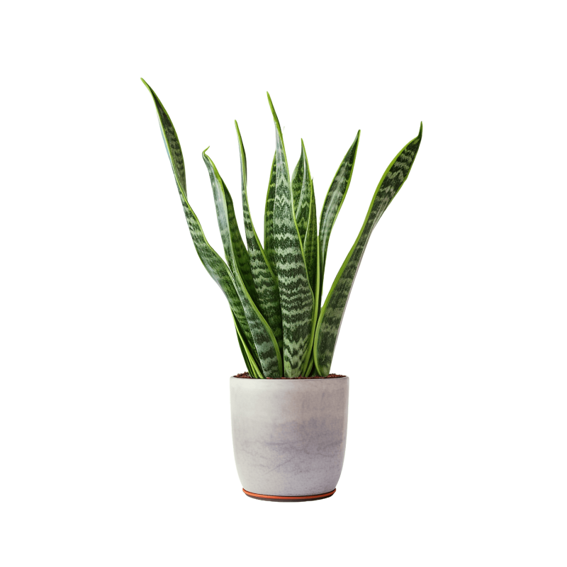 Indoor Plant 01