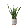 Indoor Plant 01