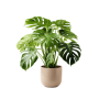 Indoor Plant 03