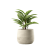 Indoor Plant 04