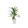 Plant Decor 04