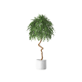 Plant Decor 05