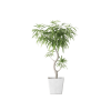 Plant Decor 06