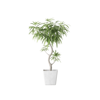 Plant Decor 06