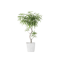 Plant Decor 06