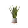 Plant Decor 08