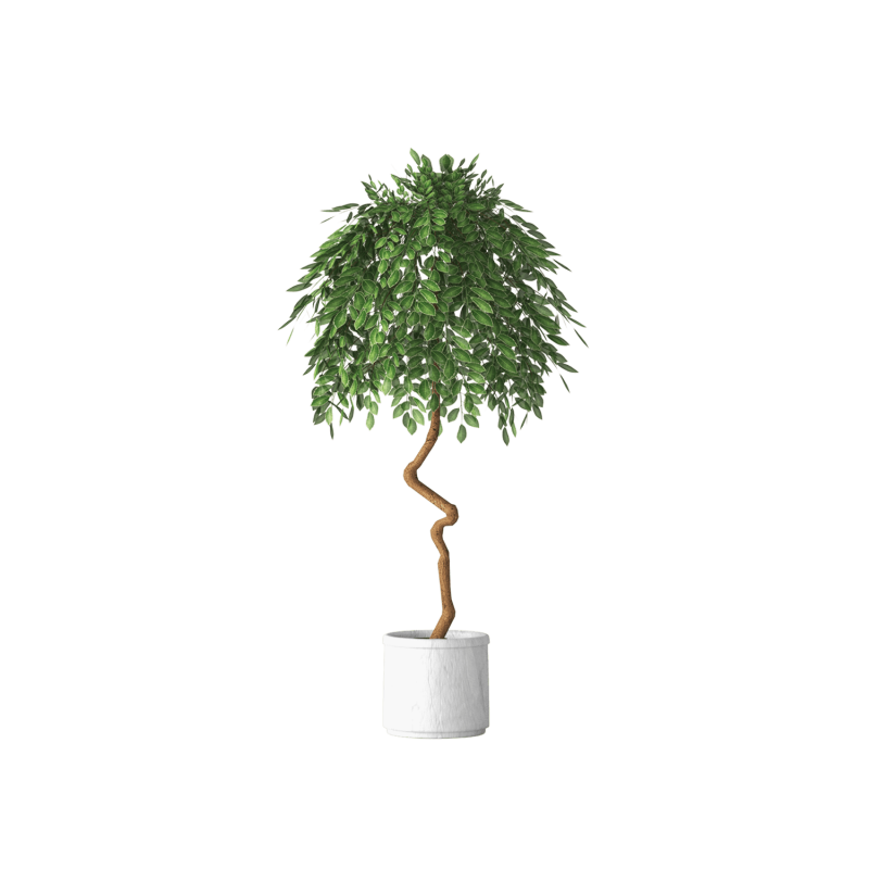Plant Decor 09